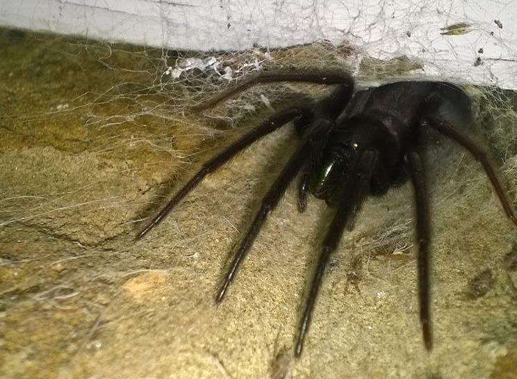 Boris the Spider, who lives in Kevin Friend's home in Chetney View, Iwade.