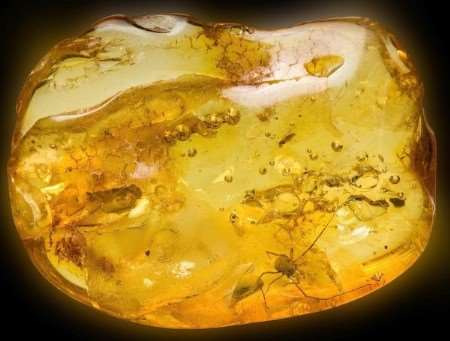 The spider-like insect can be seen clearly trapped in the amber