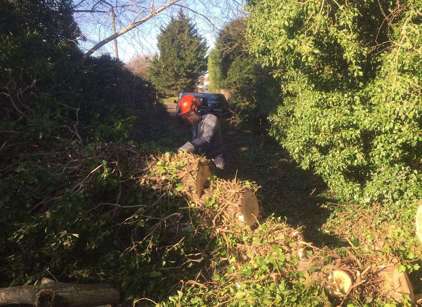 A warden for Friends of Duncan Downs cutting the tree. Picture: Ashley Clark (28609450)
