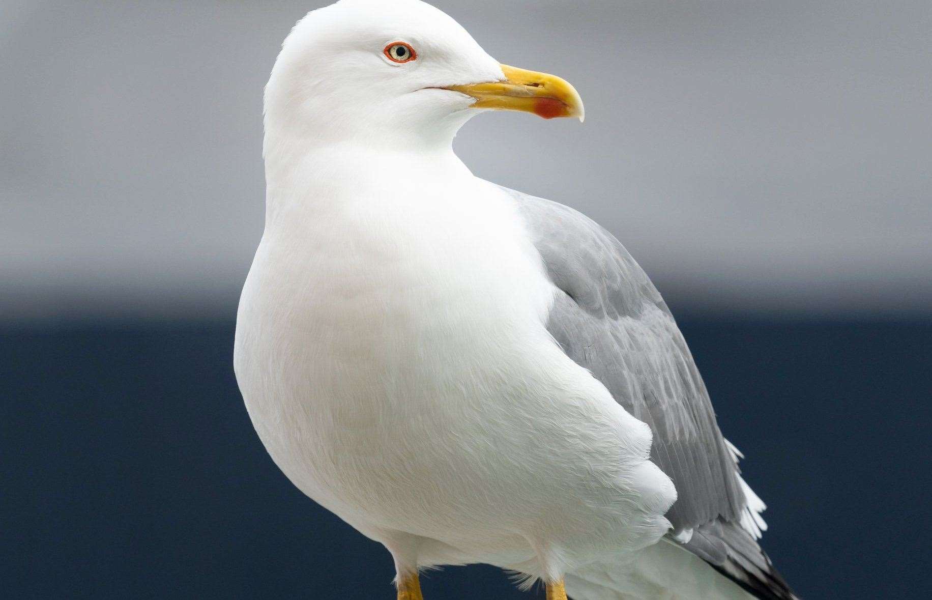 Seagulls like to eat the ants