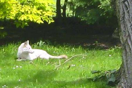 A bright white fox has been snapped in the grounds of Buss Farm, Bethersden.