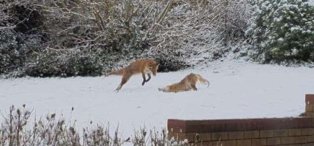 Two of the foxes playing in the snow in Walmer. Picture: Elizabeth Papiez