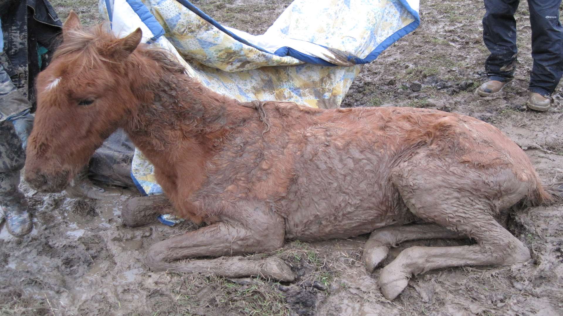 The colt was put down as it was too sickly to be saved