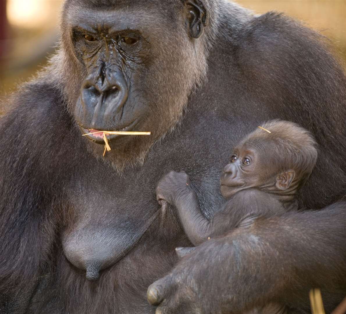 The baby gorilla born to proud mum Dihi at Howletts in 2009