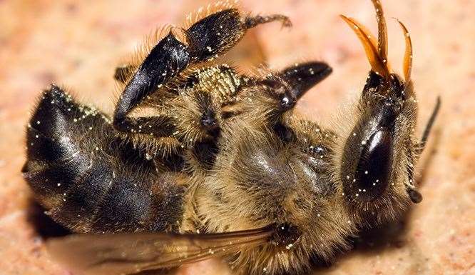 One of the dead bees - with its tongue sticking out