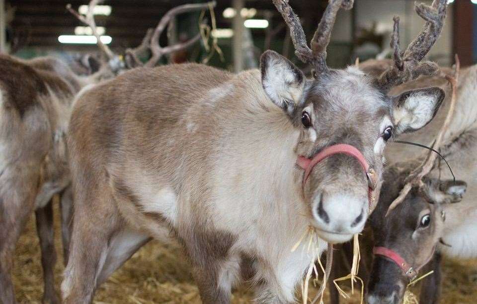 This year, why not surprise the kids with a trip to visit Father Christmas at The Reindeer Centre in Bethersden. Picture: Deryck Obray (21375559)