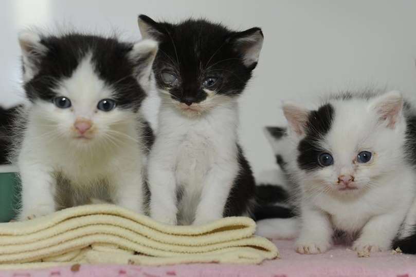Some of the dozens of kittens found dumped in woodland