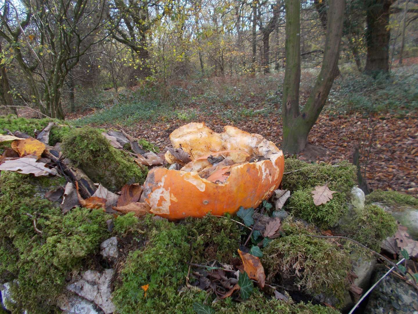 People should not be tempted to dump their pumpkins, thinking they're feeding wildlife