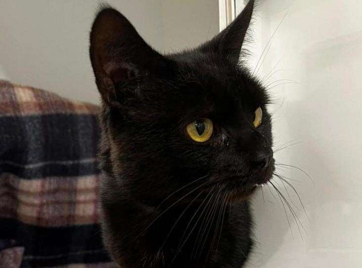 Smidge is looking for a new home. Picture: RSPCA