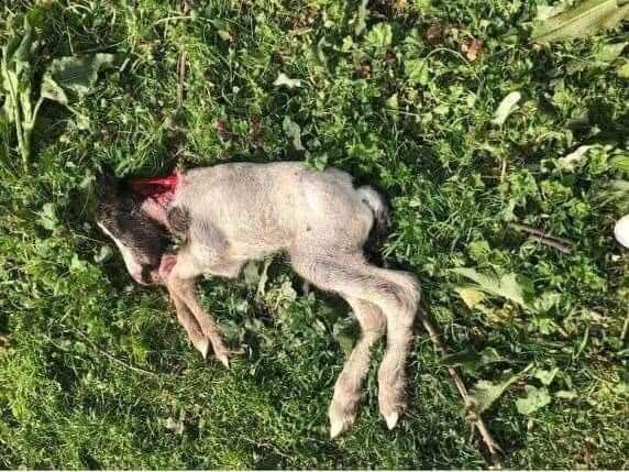 A foal which died in a suspected dog attack. Picture: Facebook (9019439)