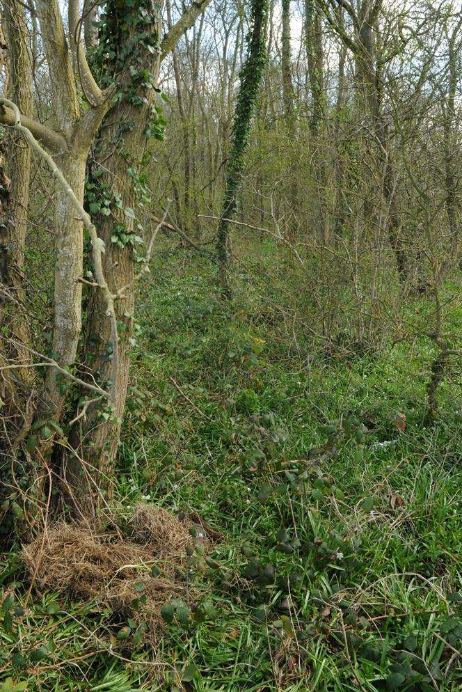 The wooded area near Sturry where remains of a body were found
