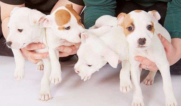 The puppies five years ago. Picture: Dogs Trust (6430493)