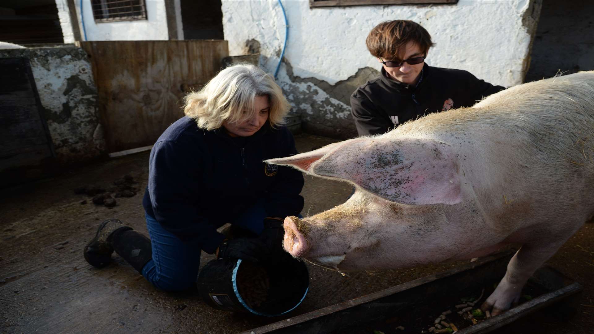 Farm technician Sue Hodkinson and manager Oliver Howland with Theresa the pregnant pedigree Welsh pig who was injured in the incident