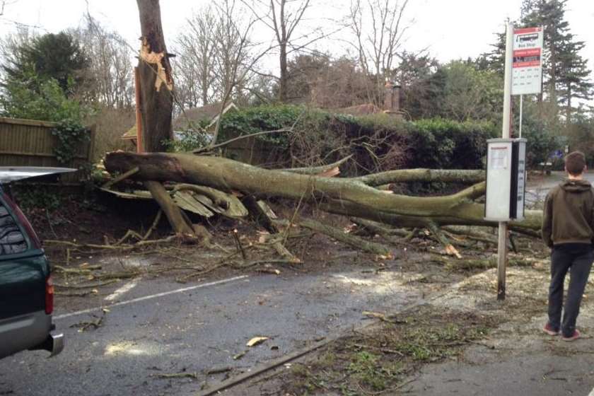 A tree down in Tunbridge Wells