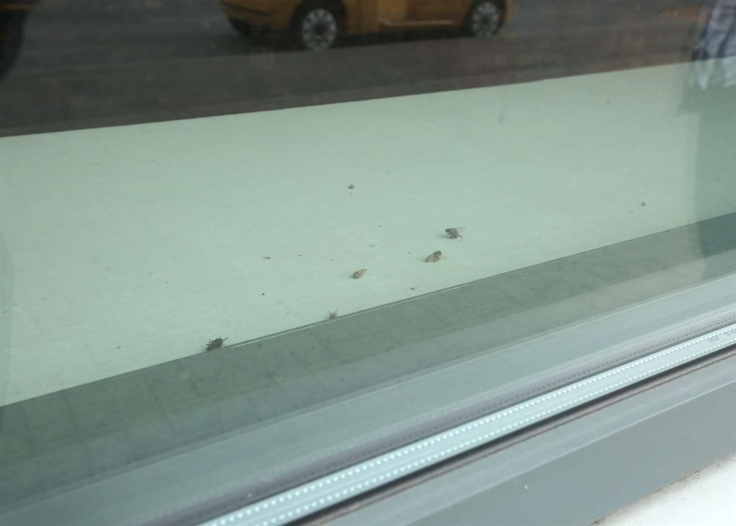 The dead flies and dust were spotted in the window