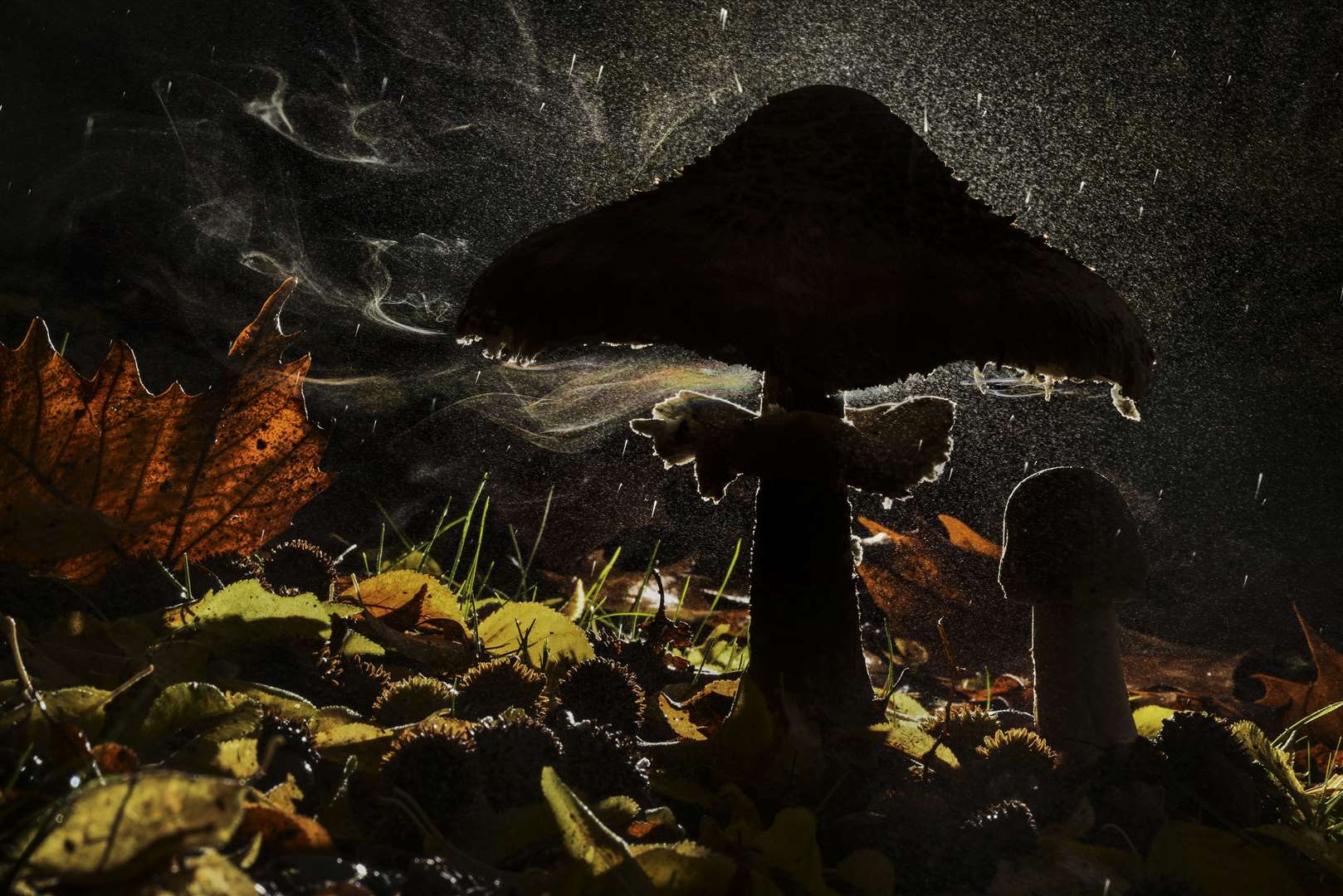 The parasol mushroom spreads its spores on air currents in search of new places to grow (Agorastos Papatsanis/Wildlife Photographer of the Year/PA)
