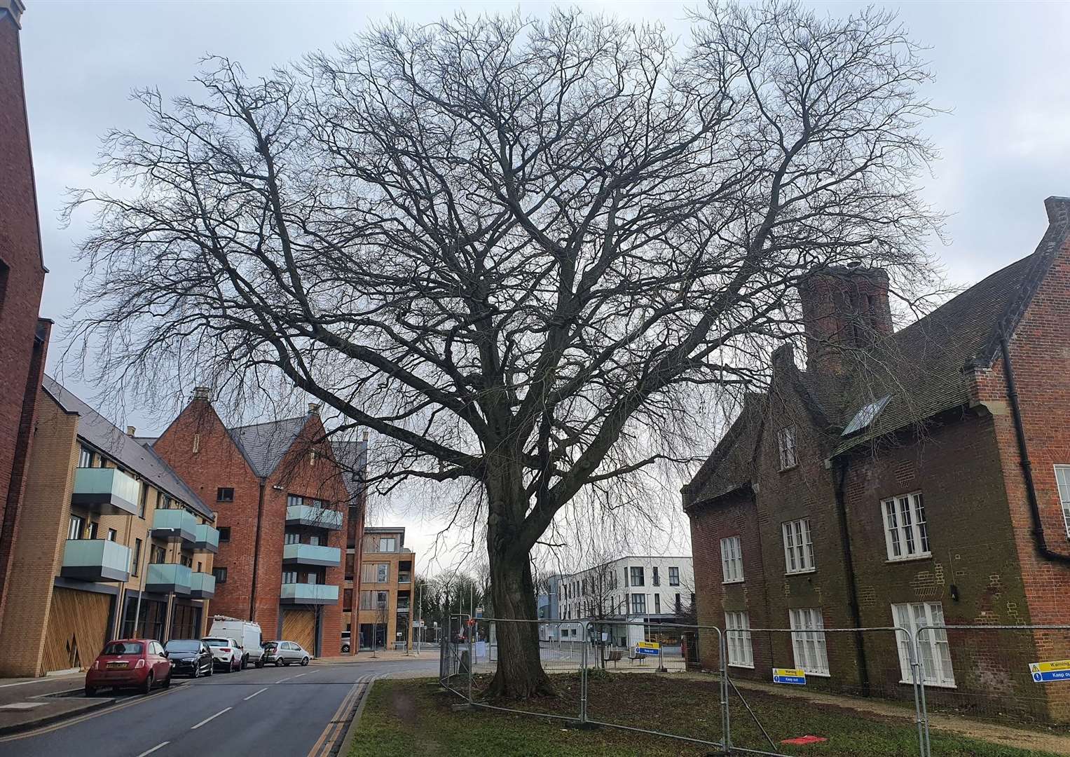 The tree stands next to the manor in Repton Avenue