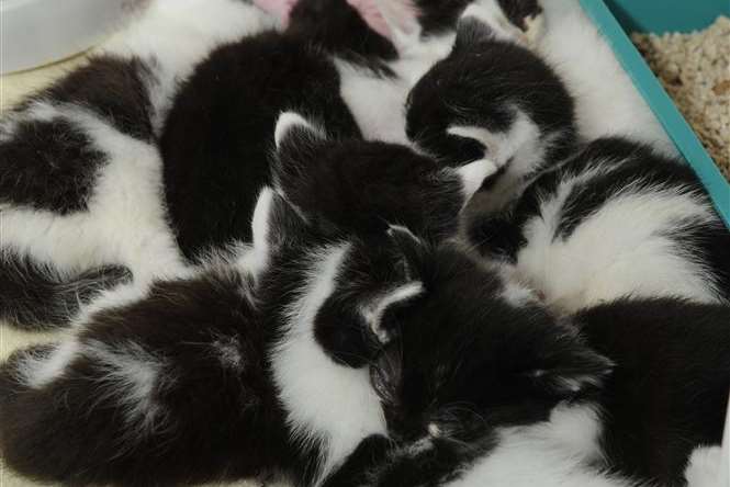 Some of the dumped kittens were just weeks old