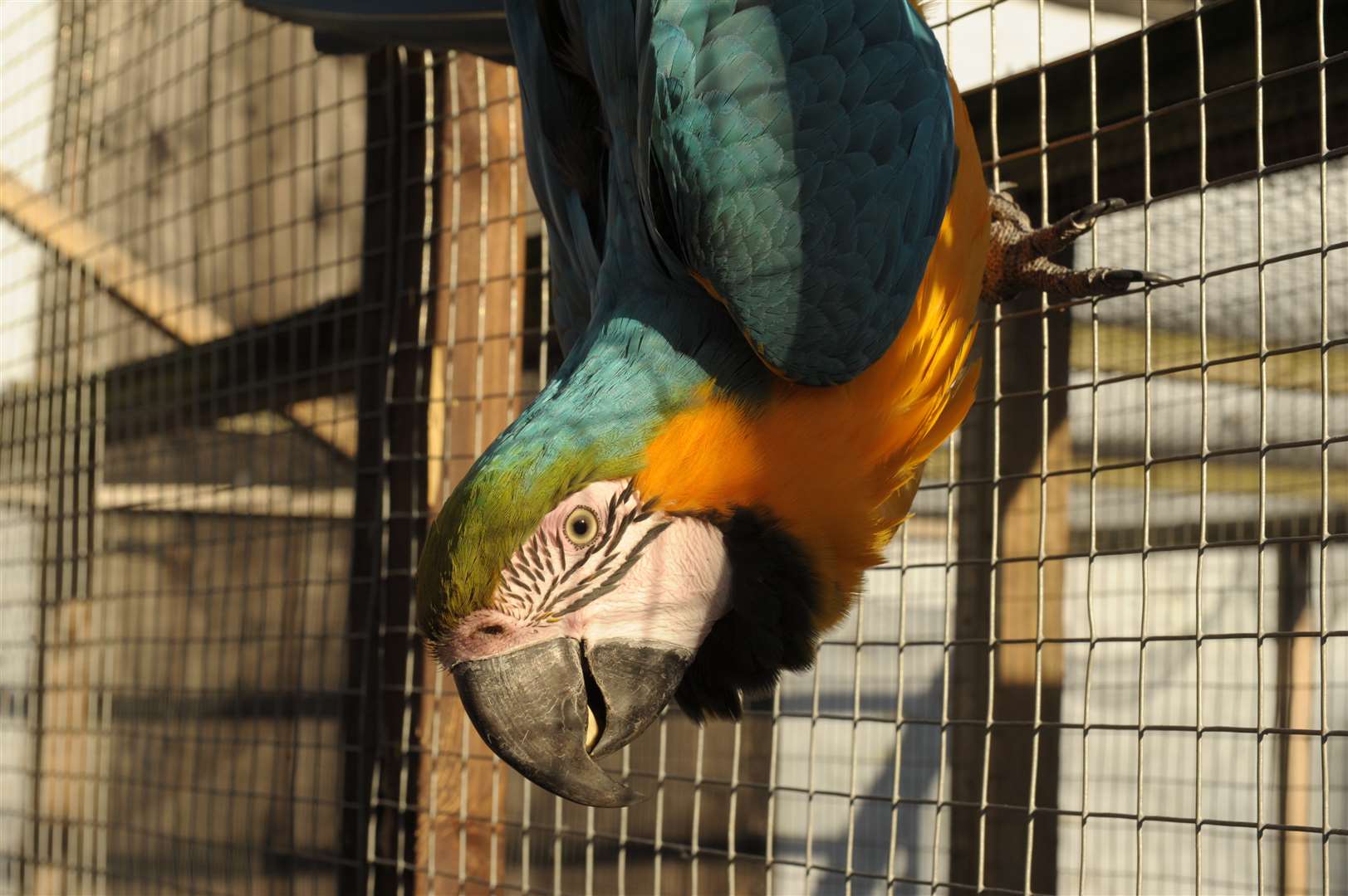 A blue and gold macaw