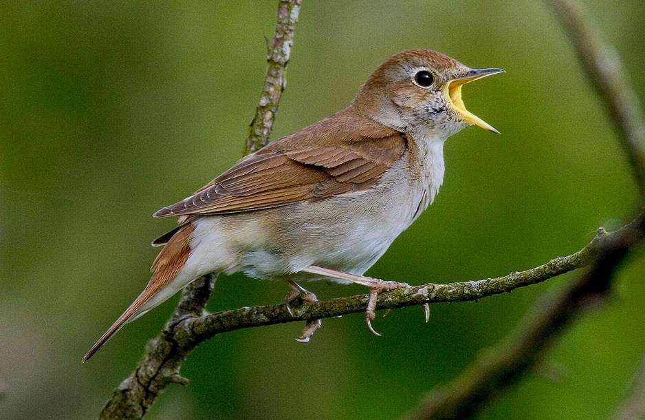 A nightingale in full song photographed at Pulborough Brooks (RSPB Reserve) April 2004 Picture: Roger Wilmshurst