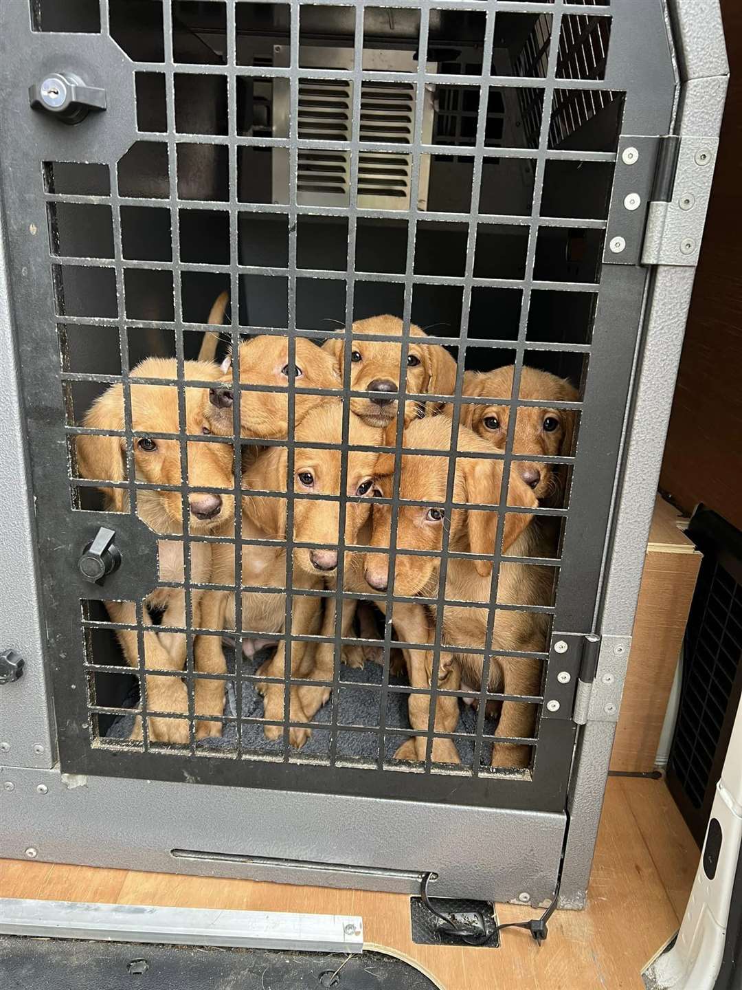The Labrador puppies that were found beside the A249. Picture: KareBear Kennels Facebook