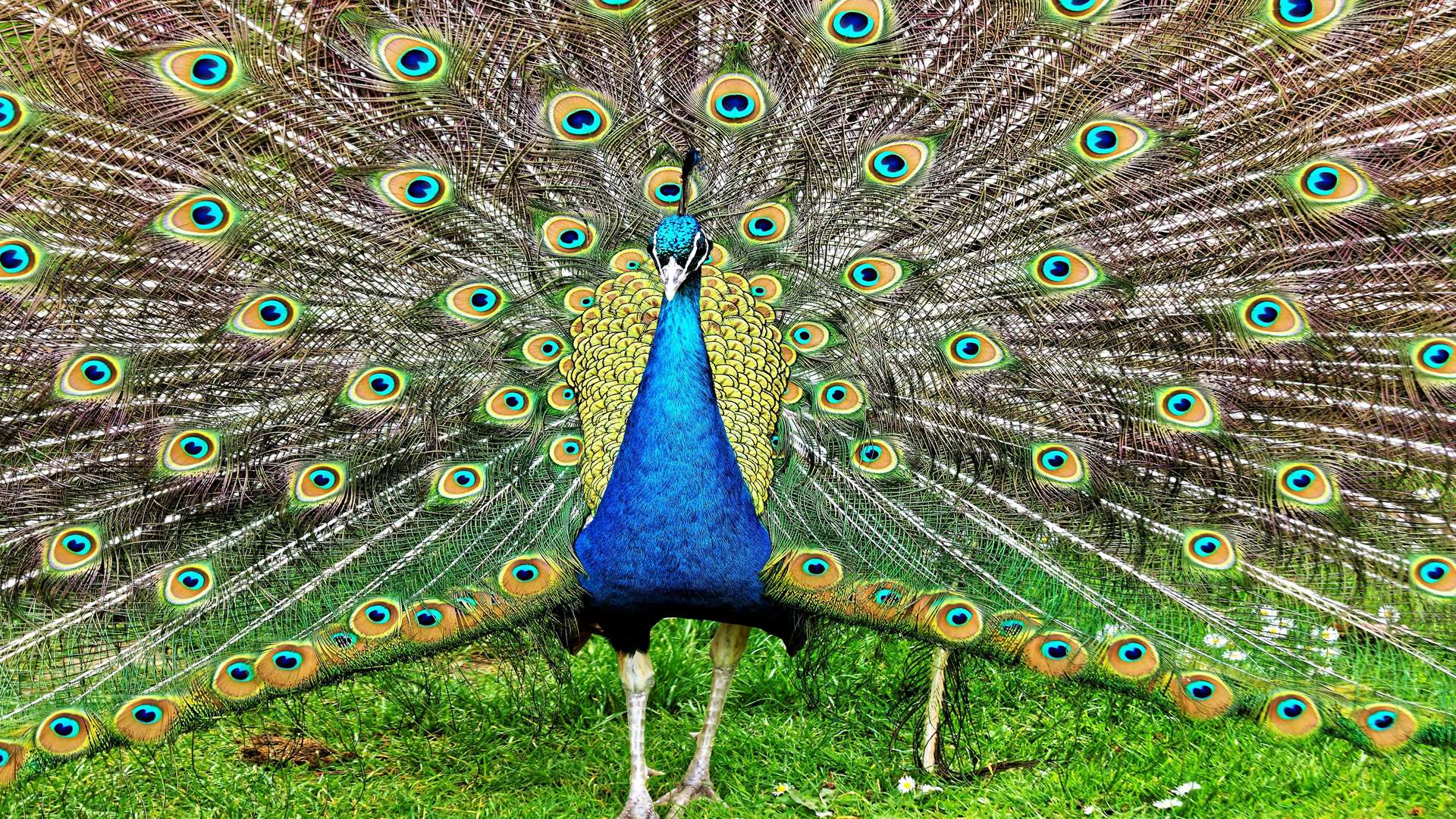 Terry Vick took this image of a peacock in full pomp at Howletts