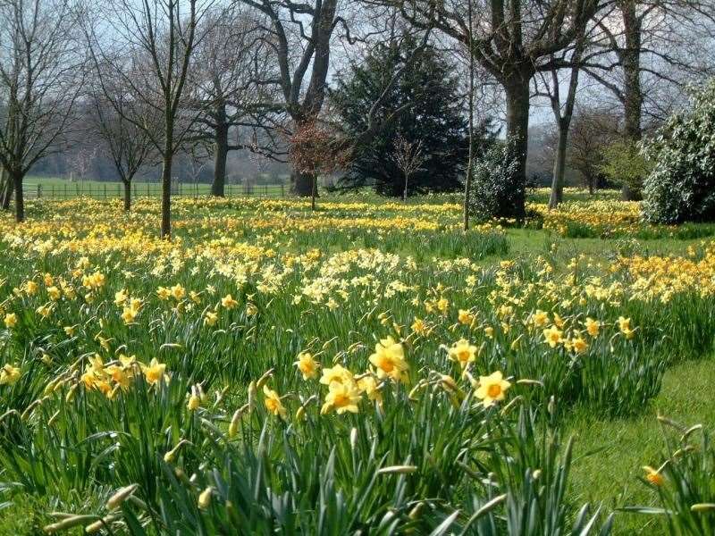 Godinton House often has a full garden of daffodils in the spring. Picture: National Garden Scheme
