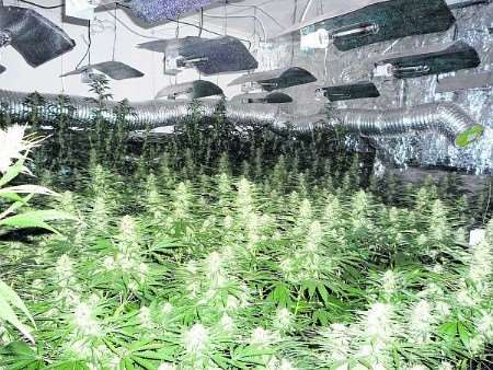 Cannabis plants found at a suspected drugs factory in Cuxton
