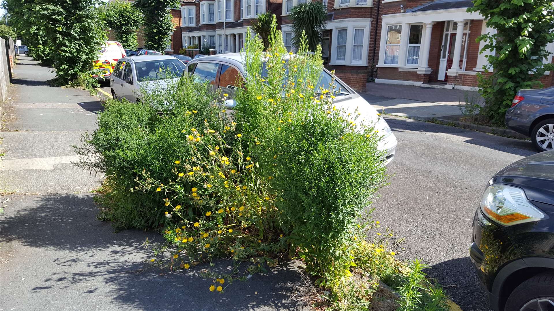 Trees and weeds were allowed to grow out of control in The Avenue, Gravesend