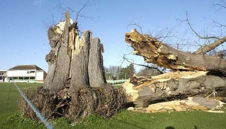 The old tree was blown down by a storm on January 7