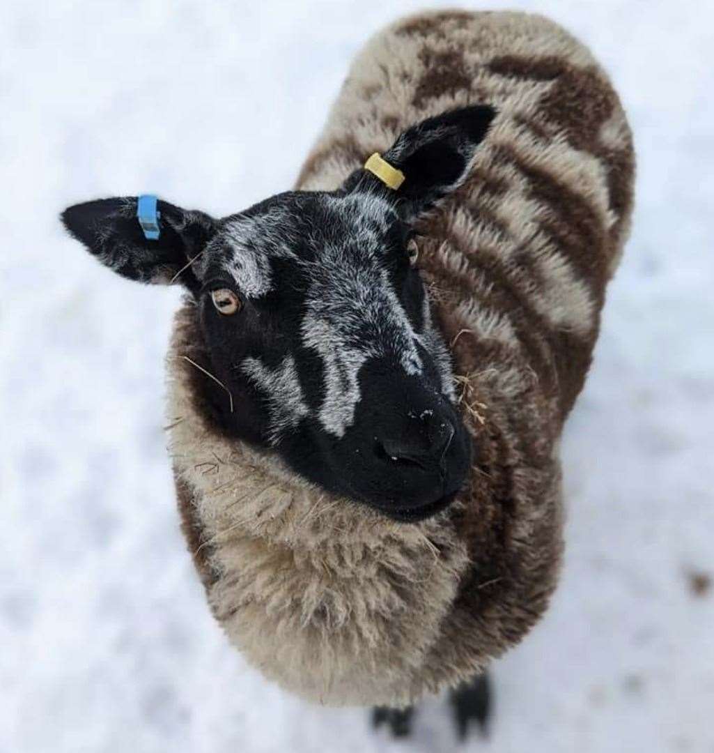 Flause is a one-year-old Dutch Spotted Sheep. Picture: Millie Clark