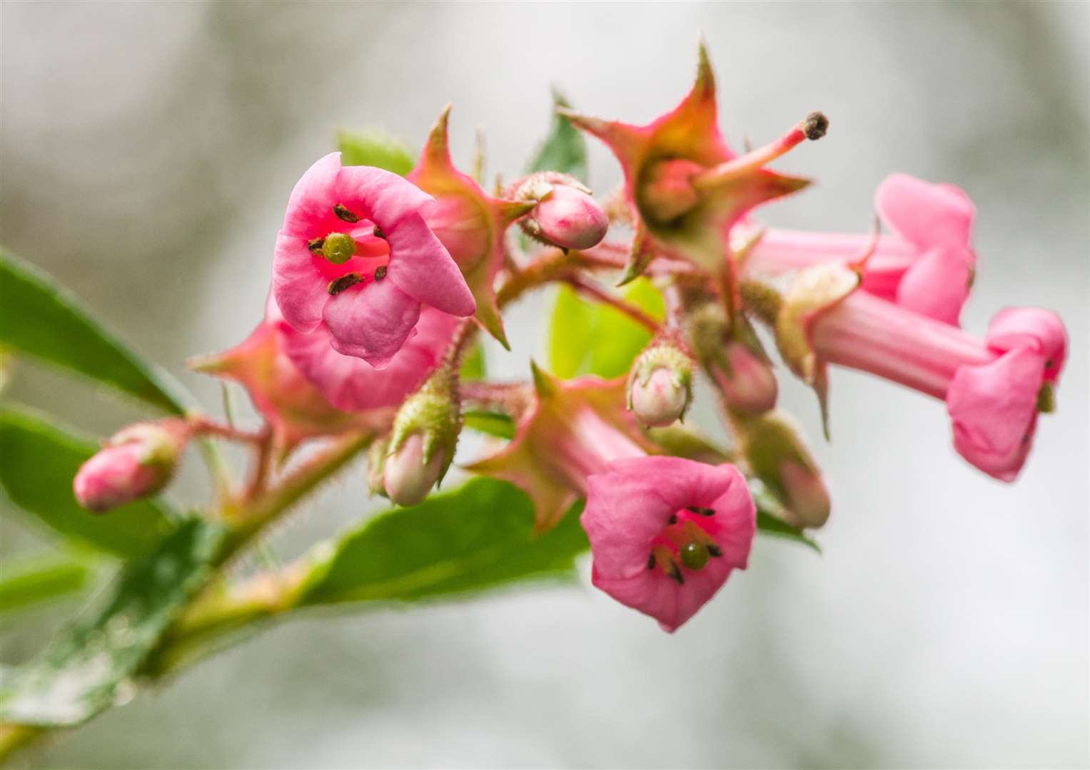 A close-up of some pink escallonia flowers. Photo credit: iStock.