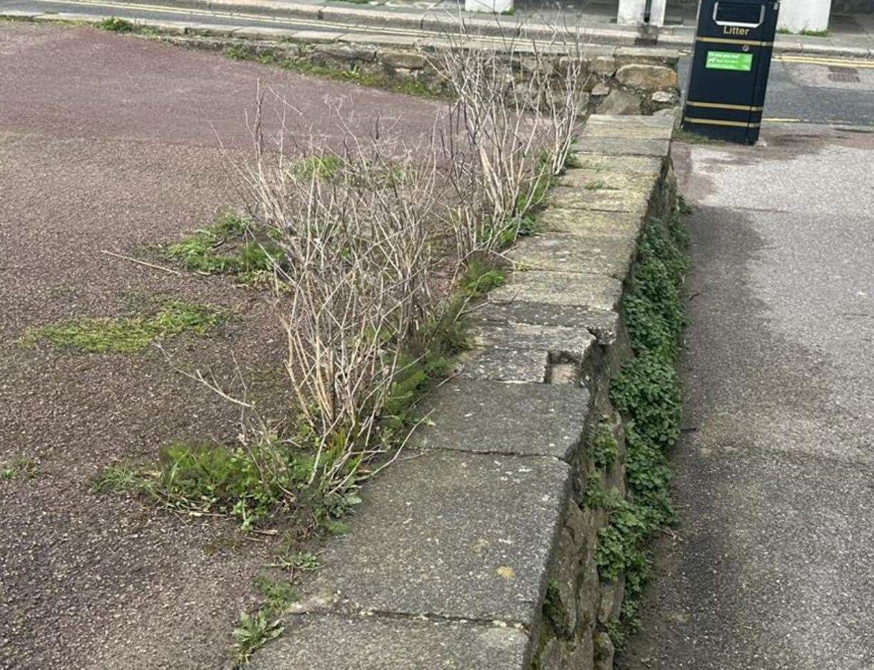 Weeds on The Stade at Folkestone Harbour. Picture: Andy Burnett
