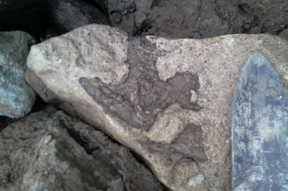 Experts believe they have found finosaur footprints in Folkestone. Picture: Philip Hadland