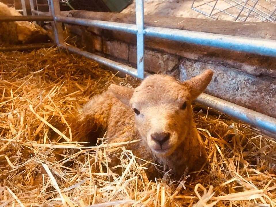 A lamb born at Kent Life in Sandling, Maidstone