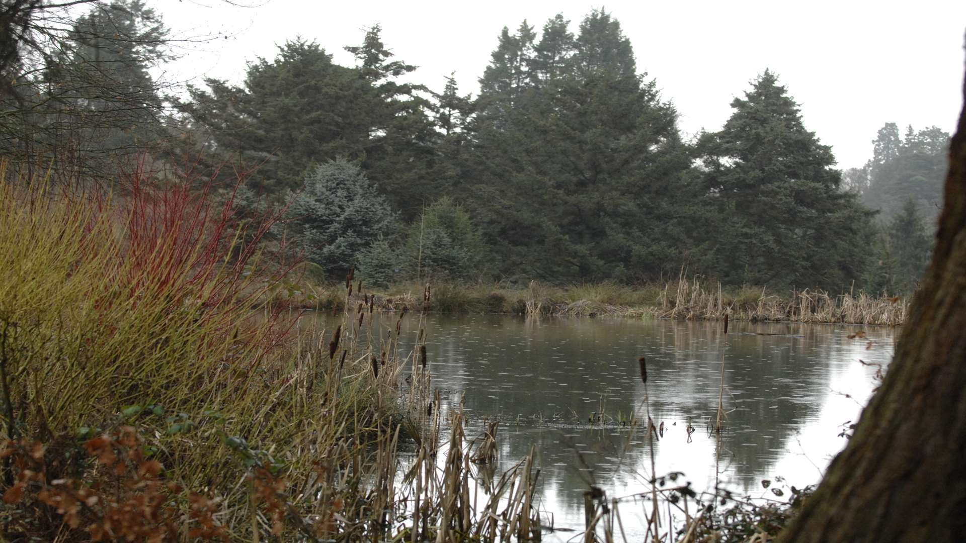 Bedgebury Pinetum in Goudhurst