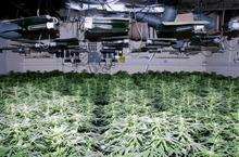 Cannabis allegedly discovered at a factory in Kent
