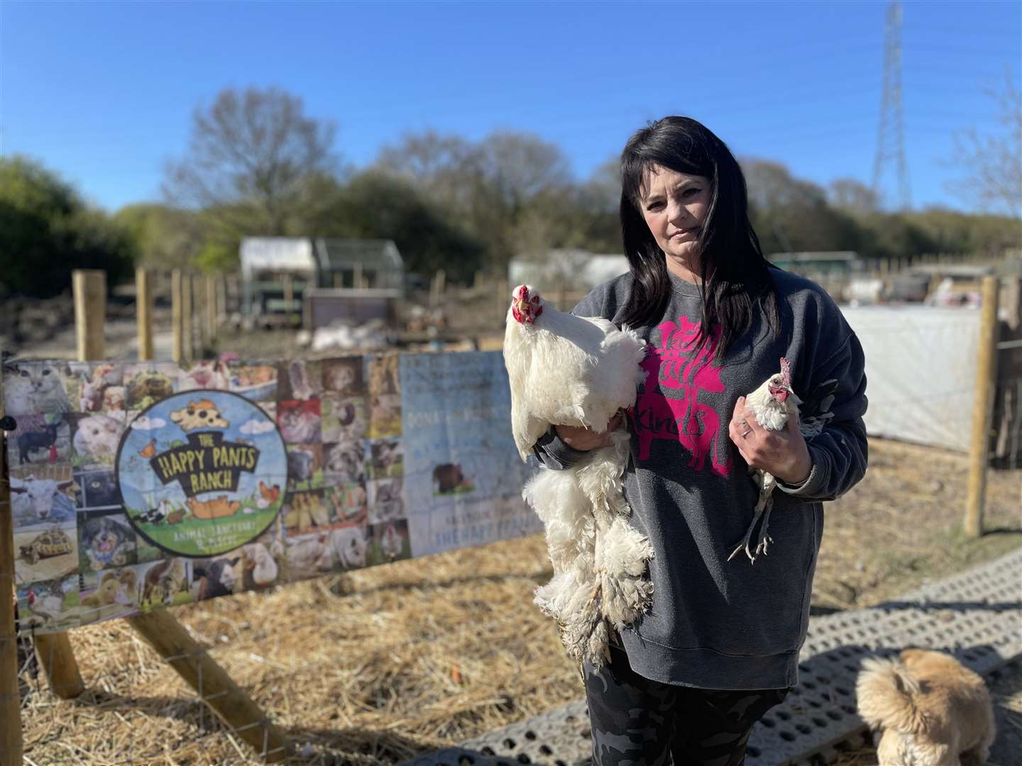 Founder Amey James, with Roosters, at The Happy Pants Ranch Animal Sanctuary in Iwade Lane, Bobbing