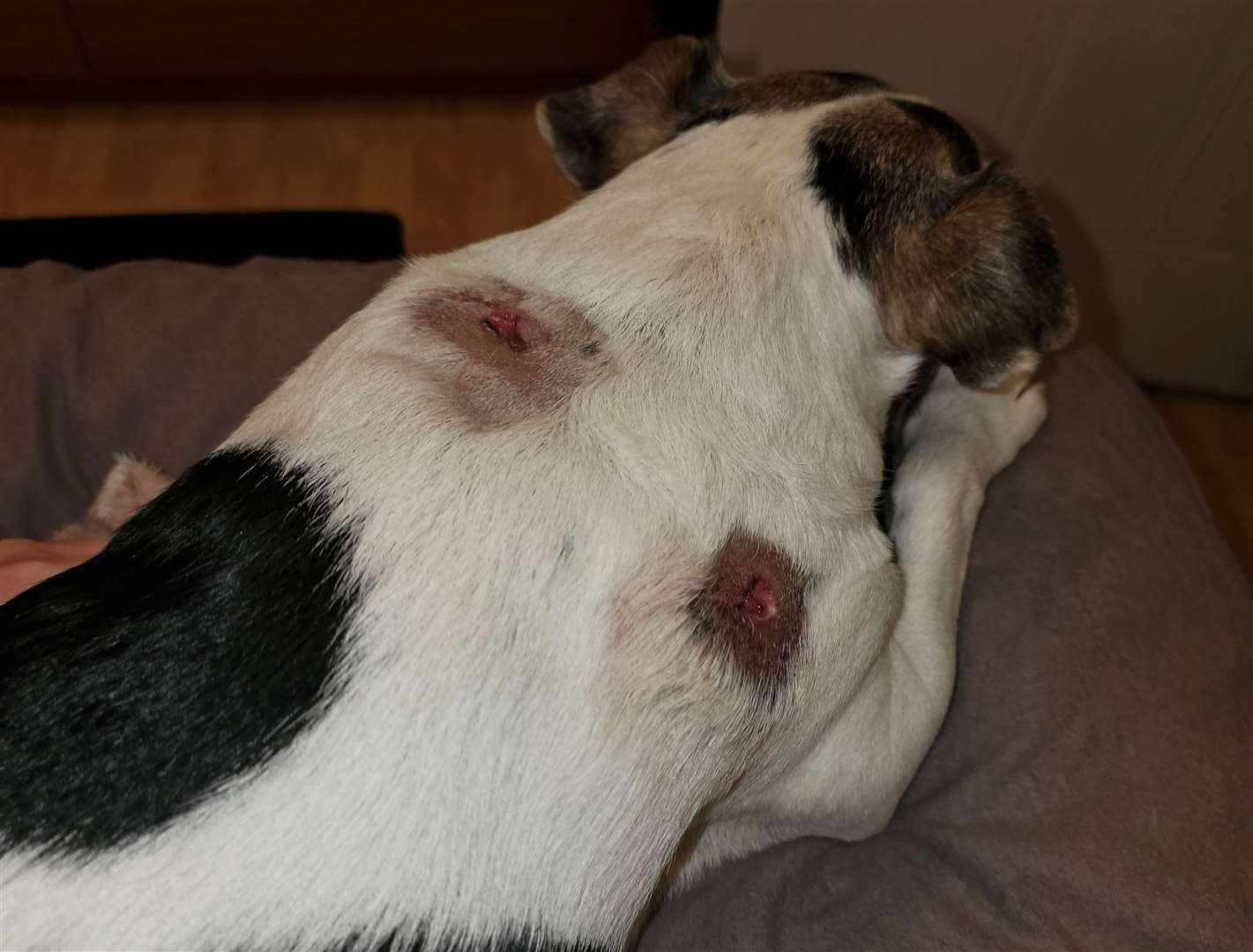 The dog was left with 5cm deep puncture wounds