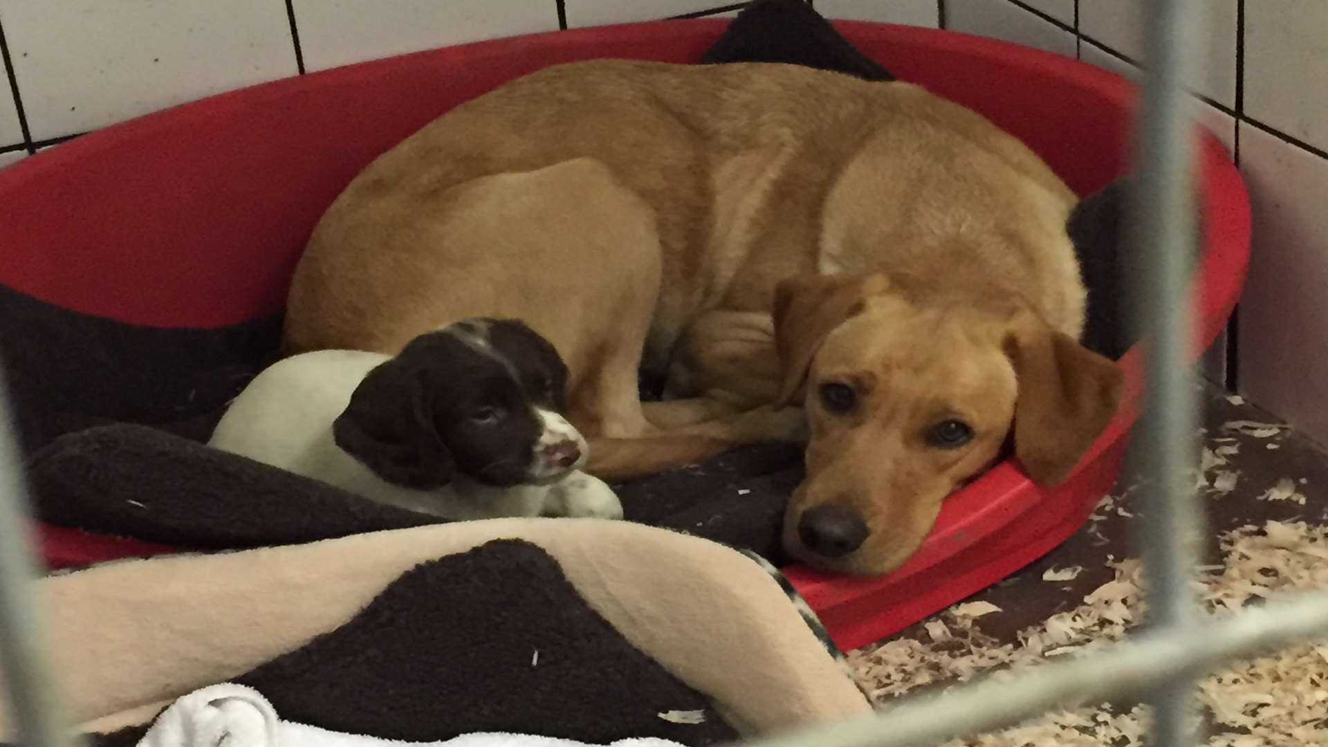 Lucy the springer pup cuddled up in her kennel with one of Leigh's labradors.