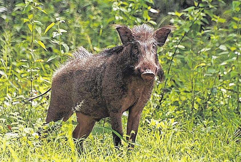 A wild boar stopped traffic by Shorncliffe Barracks (file picture)