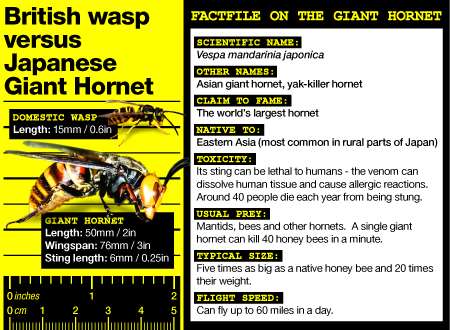 Wasp versus hornet graphic
