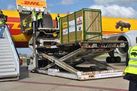 Loading three black rhinos from Port Lympne onto a plane for Tanzania at Manston Airport.