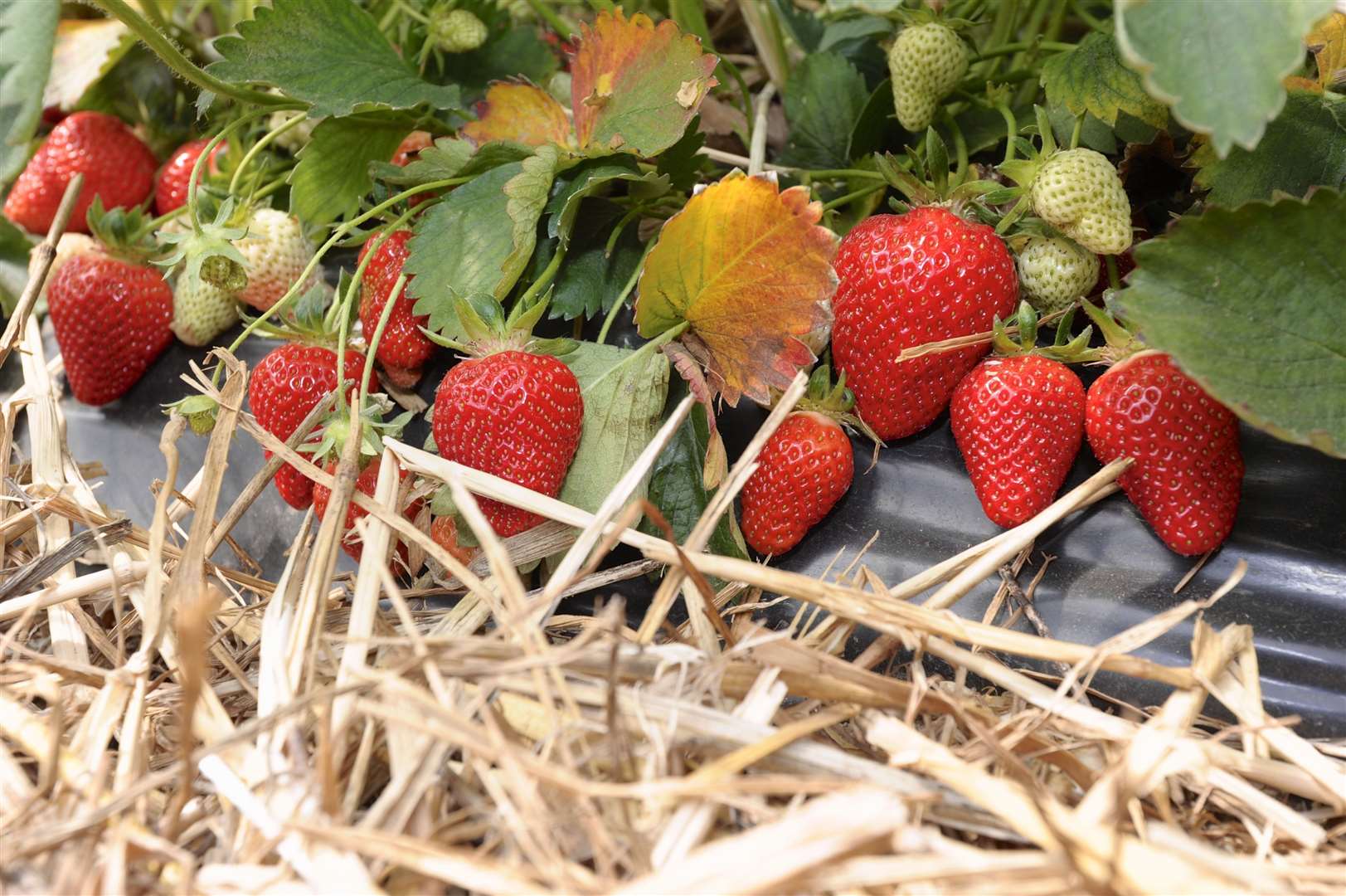 Kent crops such as strawberries could be affected by the impact of the coronavirus outbreak. Picture: Andy Payton