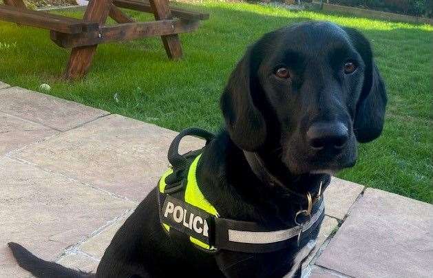 Police dog Dougal who took part in a Dartford drugs raid. Picture: Kent Police
