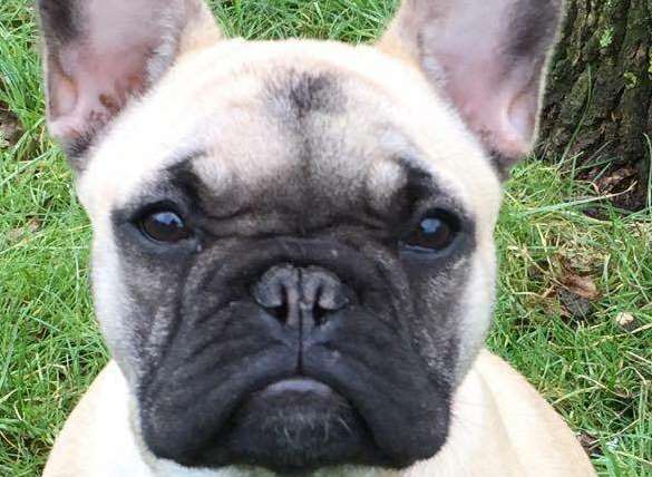 Betty the French bulldog disappeared from her home