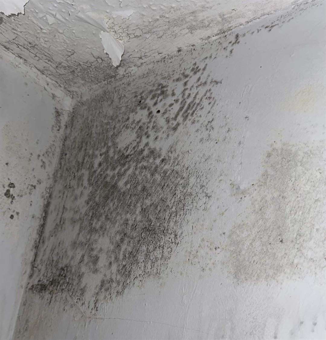 A ceiling corner in Amy Metcalfe's flat riddled with mould