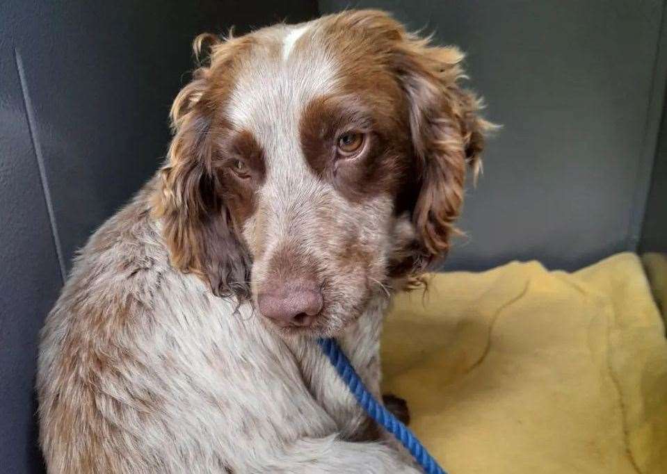 Beethoven the cocker spaniel has injuries comparable to those of being hit by, or being thrown out of a moving vehicle. Picture: @swalestraydogs