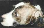 KHAN: the bull terrier died a hero