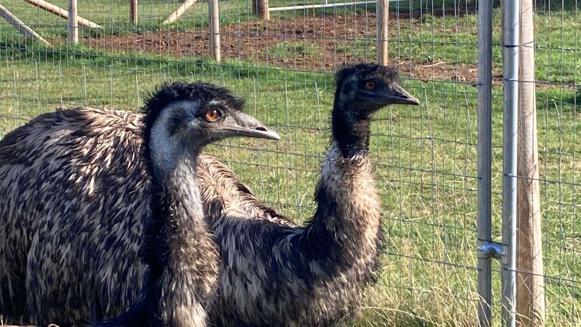 Emus Sonny and Cher at Curly's Farm